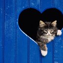 ���� ����, ����������� - ��������� 31 ������ 2011 � ������ �������