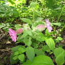 ���� ������, �����������, 55 ��� - ��������� 1 ���� 2011 � ������ ������