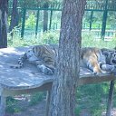 ���� ���������, �������, 62 ���� - ��������� 22 ���� 2012 � ������ �������