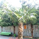 ���� ������� Neki, ����������-���������, 49 ��� - ��������� 25 ������� 2010 � ������ �������