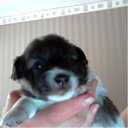  Zanna, , 53  -  28  2013    