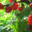 ����� ������� �� ������� ���� ���