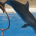 ���� ����, �����-���������, 55 ��� - ��������� 9 ������� 2013 � ������ ���� ����������