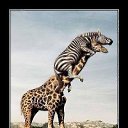 ���� ����������, ������� - ��������� 7 ������ 2013 � ������ ���� ����������