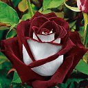 ���� ������, ������, 34 ���� - ��������� 19 ������ 2013 � ������ ������ ��������