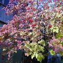 ���� ������, ������������ - ��������� 11 ������ 2012 � ������ �������