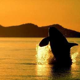 ���� ���������, ������� - ��������� 1 ������� 2011