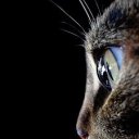 ���� Oksana, �����, 85 ��� - ��������� 26 ������ 2011 � ������ ���� ����������