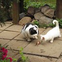 Shashlik dacnij,ugosenie sosedu. �� ������� ���� ����������