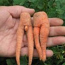 ���� �������, �����, 41 ��� - ��������� 8 ������ 2011