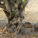  , , 60  -  15  2009    3