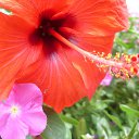  , , 32  -  13  2010   Flowers