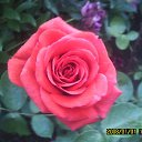 �������� ���� �� ������� �RoadKing�