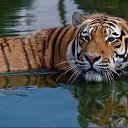 ���� �����, ���������� �����, 55 ��� - ��������� 1 ������� 2011 � ������ ���� ����������