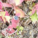 ���� �����, ��������, 55 ��� - ��������� 17 ������� 2012 � ������ ����� ���� �� ����� ���������