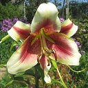 ���� ���������, ���������� - ��������� 5 ������� 2010 � ������ ���������� �����Ȼ