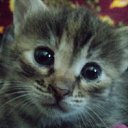 ���� ������, �����, 42 ���� - ��������� 25 ������� 2011 � ������ �������