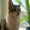 ���� ������***, ���������, 55 ��� - ��������� 1 ������ 2012 � ������ �������