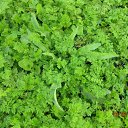 ���� ��������, ������, 46 ��� - ��������� 31 ������ 2011 � ������ ������������