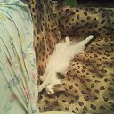  Dark    , -, 43  -  17  2013   