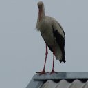  , , 45  -  1  2010   .