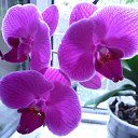 ���� �����, ����, 51 ��� - ��������� 9 ����� 2013 � ������ ���� ����������