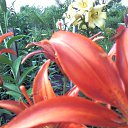 ���� ������, ������ - ��������� 24 ���� 2013 � ������ ���� ����������