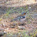 ���� ������ ����, �����������, 44 ���� - ��������� 3 ������� 2011