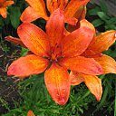 ���� ������, ��������, 63 ���� - ��������� 16 ������� 2009 � ������ ���� ����� ������