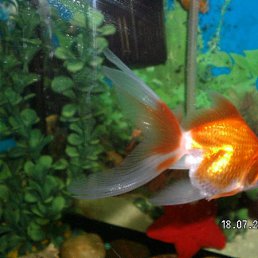  Juliahna,  , 35  -  14  2010