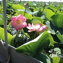 ���� �������, ����, 56 ��� - ��������� 30 �������� 2011 � ������ ���� �������