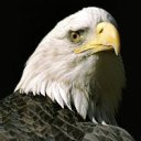 ���� �����, �������, 35 ��� - ��������� 29 ��� 2012 � ������ �������