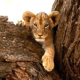 �����, ��������, 35 ���