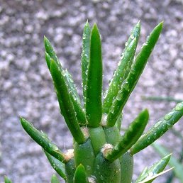 ���� �����, �����-��������� - ��������� 30 ������ 2010