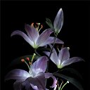 ���� �����, ������ - ��������� 5 ������� 2012 � ������ ���� ����������