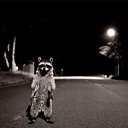 ���� �������, ������, 37 ��� - ��������� 9 ������ 2010 � ������ �������