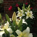  Dalia, , 61  -  4  2011    