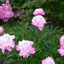 ���� �������, ���������, 69 ��� - ��������� 17 ������� 2011 � ������ ���� ��������