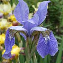 ���� �������, ��������, 59 ��� - ��������� 3 ���� 2012 � ������ ���� ����������