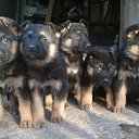 ���� ���������, ����������� - ��������� 9 ���� 2011