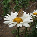 ���� ����)), �����, 40 ��� - ��������� 1 ������� 2009 � ������ ���� �����)�