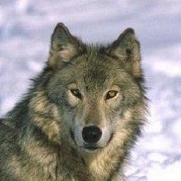 ���� ������, �����-���������, 51 ��� - ��������� 16 ������ 2012