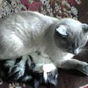 ���� �����, ����� - ��������� 17 ��� 2013