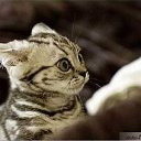 ���� Kosstikl, �����������, 54 ���� - ��������� 27 ������ 2011 � ������ ������� � ...�