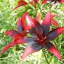  ++, , 55  -  6  2013    