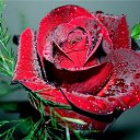 ���� Svetlaych&k(����� ����), ������, 51 ��� - ��������� 7 ���� 2012 � ������ �������