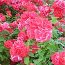 ���� �����, ���������, 42 ���� - ��������� 11 �������� 2011 � ������ ���� ��