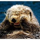 ���� ������, ������, 60 ��� - ��������� 28 ���� 2012 � ������ �������