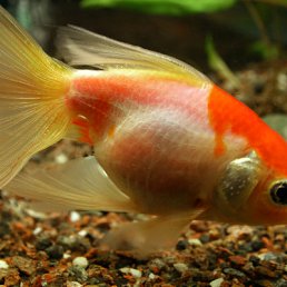 ���� Tatiana, ����, 45 ��� - ��������� 27 ���� 2010