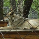  Wit, , 59  -  29  2009   